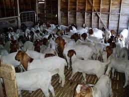 Start Goat Farming Business